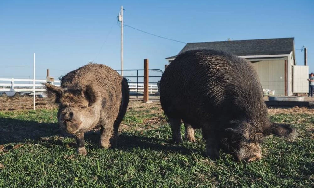 Ιαπωνία: Ραδιενεργά αγριογούρουνα κατακτούν ολόκληρη πόλη!